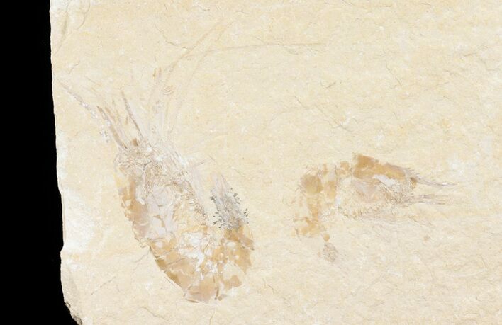 Two Cretaceous Fossil Shrimp - Lebanon #74546